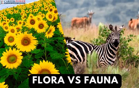 flora vs fauna.